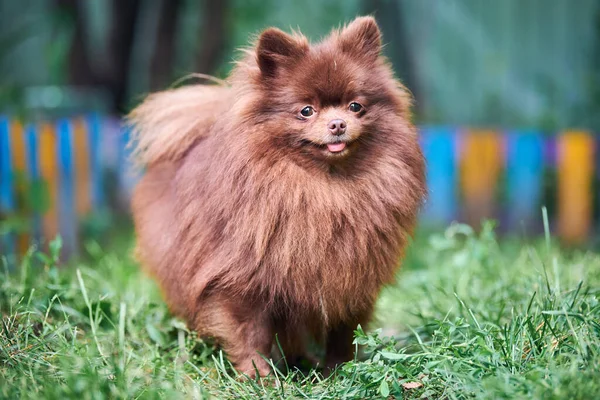 Pommerse Spitz Hond Tuin Leuke Bruine Pomeranian Puppy Wandeling Kindvriendelijk — Stockfoto