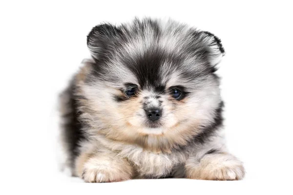 Pomorski Szczeniak Spitz Odizolowany Cute Szary Czarno Biały Pies Pomeranian — Zdjęcie stockowe