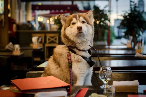 Kafedeki masada oturan komik, iri kıyım köpek. Sibirya köpeği sokak kafesinde garsonu bekliyor. Restoranda uzun süre bekledim.