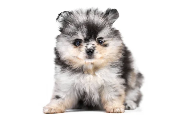 Chiot Spitz Poméranien Isolé Mignon Chien Poméranien Gris Noir Blanc — Photo