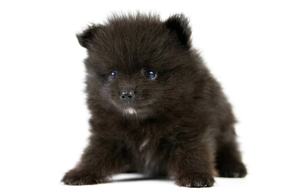 Pomeranian Spitz Cachorro Negro Aislado Lindo Perro Pomerania Negro Sobre —  Fotos de Stock