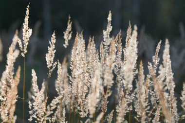 Calamagrostis epigejos çimleri. Tarlada küçük sazlıklar var. Güzel güneşli manzara, yaz arkaplanı..