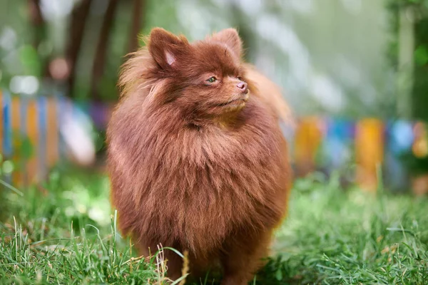 Pomorski Pies Spitz Ogrodzie Słodki Brązowy Szczeniak Pomeranian Spacerze Przyjazny — Zdjęcie stockowe