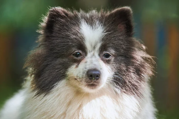 Pomorski Pies Spitz Ogrodzie Bliska Portret Twarzy Słodki Pomeranian Szczeniak — Zdjęcie stockowe