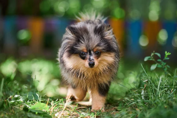 Pomorski Szczeniak Spitz Ogrodzie Słodki Pies Pomeranian Spacerze Szczeniak Czarny — Zdjęcie stockowe