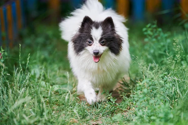 Pomorski Pies Spitz Trawie Ogrodowej Słodki Pomeranian Szczeniak Spacerze Śmieszne — Zdjęcie stockowe