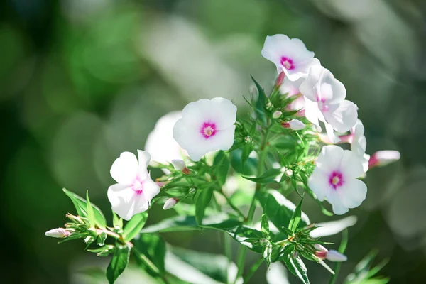 Phlox paniculata flowers in garden. Beautiful fall phlox, Europa summer garden phlox blossom. White pink buds.