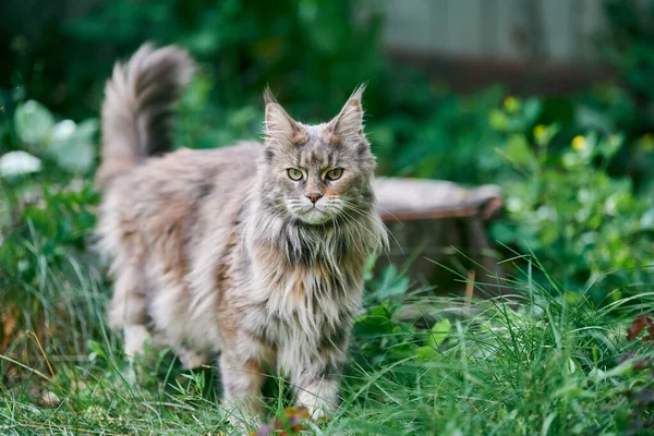 缅因州的花园里有一只熊猫 成年可爱的猫在公园的草地上散步 大猫品种为家庭的爱和感情 — 图库照片