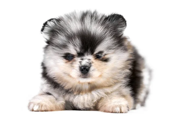 Cachorro Spitz Pomerânia Isolado Cão Pomerano Preto Branco Cinza Bonito — Fotografia de Stock