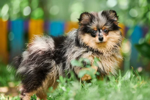 Pomorski Szczeniak Spitz Ogrodzie Słodki Pies Pomeranian Spacerze Szczeniak Czarny — Zdjęcie stockowe