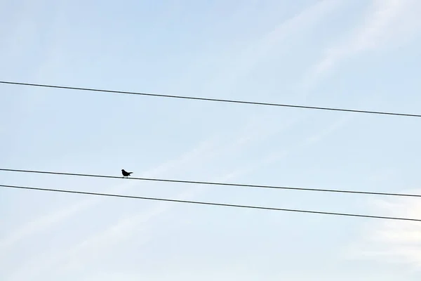 Ein Einziger Vogel Auf Draht Einsamkeit Selbstisolierung Von Außenstehenden — Stockfoto