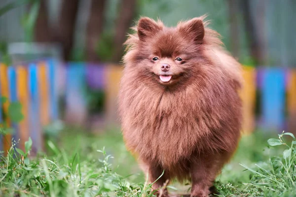 Pomeranský Špicl Zahradě Roztomilé Hnědé Pomeranian Štěně Procházce Family Friendly — Stock fotografie