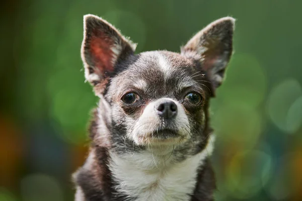 Retrato Cachorro Chihuahua Cachorrinho Jardim Cão Pequeno Bonito Grama Raça — Fotografia de Stock