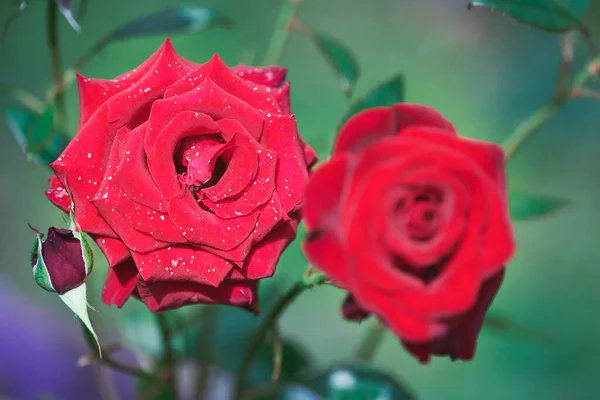 Fiori Rosa Rossa Giardino Bei Fiori Cespuglio Bel Regalo Donna — Foto Stock