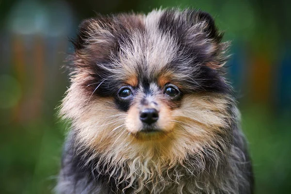 Pomeranian Spitz Puppy Garden Close Face Portrait Cute Pomeranian Dog — Stock Photo, Image