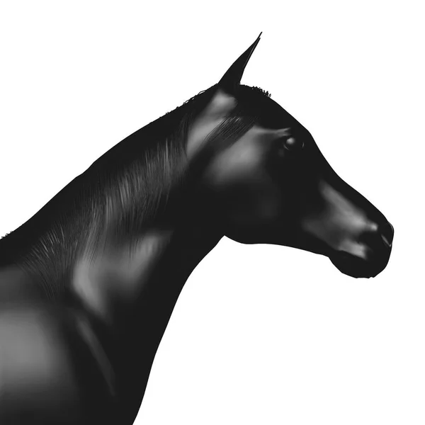 Profil Hlavy Koně Černém Izolované Bílém Vykreslování — Stock fotografie