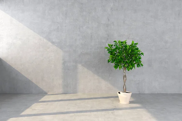 コンクリートの壁の背景に鉢植えの植物 — ストック写真