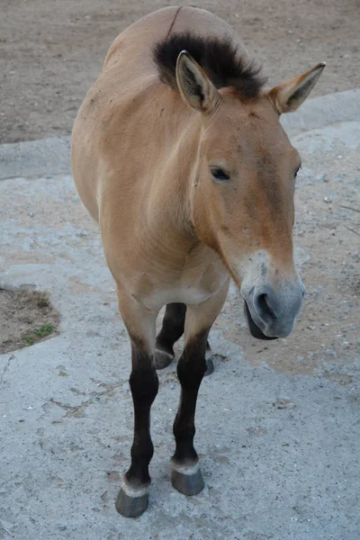 Przewalski'nın atı kapatın - kadar tam büyüme Moskova Hayvanat Bahçesi, Rusya Federasyonu.