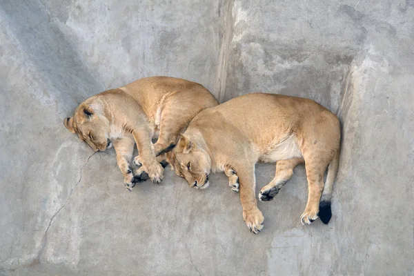 Twee Lionesses Rustend Een Grijze Steen — Stockfoto