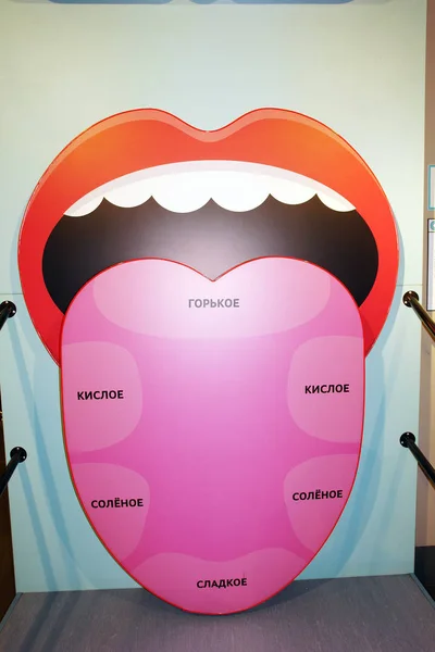 İnsan dilinin tat bölgeleri. Odadaki kürsüde sergile. Moskova, Rusya'da yaşayan sistemler müzesi. Kasım 2018.