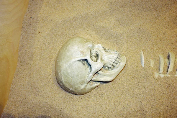 Kumda insan kalıntılarının arkeolojik kazıları. Eski insan kafatası. Moskova, Rusya'da Yaşayan Sistemler Müzesi. Kasım 2018.
