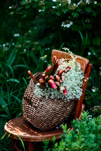 Fresh Organic Rhubarb Old Basket Selective Focus — стоковое фото