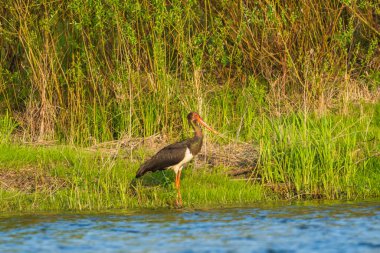 Nadir bulunan kara leylek, Ukrayna