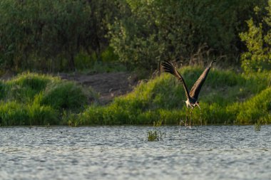 Nadir bulunan kara leylek, Ukrayna