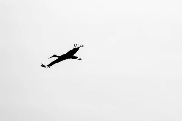 Rare Black Stork Ukraine — Stock Photo, Image