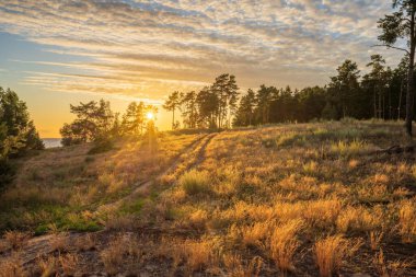 Kiev Denizi kıyısındaki çam ağaçlarıyla kaplı orman batan güneşin parlak ışınlarıyla ışıldıyor Ukrayna