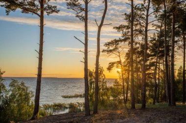 Günbatımı gökyüzünün arka planındaki çamların siluetleri Kiev Denizi üzerinde, Ukrayna