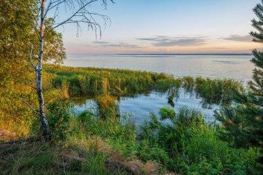 Issız huş ağacı ve sazlar Ukrayna 'nın batan güneş ışınlarıyla aydınlatılan Kiev rezervuarının su yüzeyinin arka planına bastırılmış.