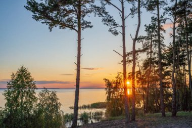 Günbatımı gökyüzünün arka planındaki çamların siluetleri Kiev Denizi üzerinde, Ukrayna