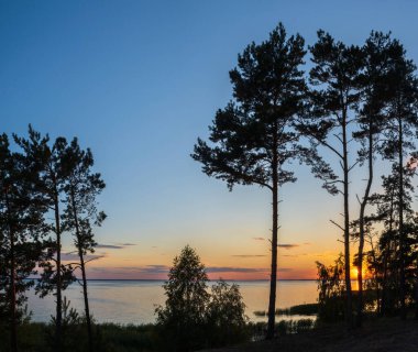 Günbatımı gökyüzünün arka planındaki çamların siluetleri Kiev Denizi üzerinde, Ukrayna