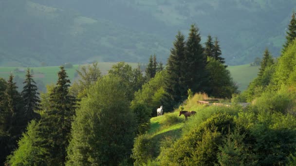 Vista Tramonto Cavalli Pascolo Montagne Dei Carpazi Sullo Sfondo Passo — Video Stock