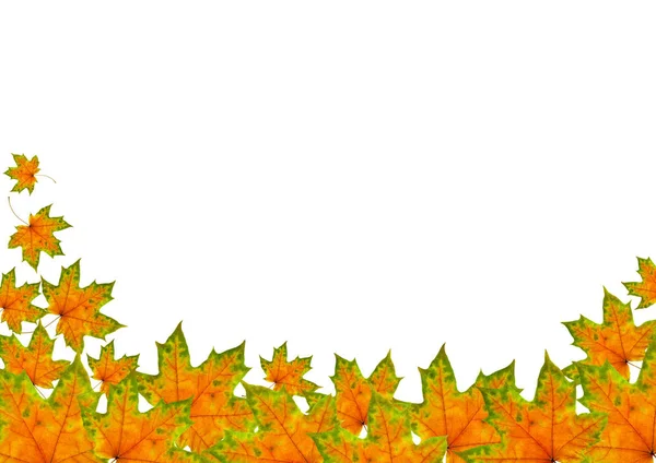 Mooie Herfst Esdoorn Bladeren Geïsoleerd Witte Achtergrond Cover Van Site — Stockfoto