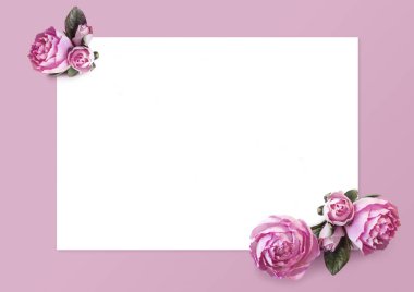 Yaratıcı düzen kompozisyon izole çerçeve çiçek peonies ve pembe bir arka plan üzerinde beyaz bir sayfa. Şablon, davet, afiş, tebrik, indirim kartı, güzellik salonları için güzel doku