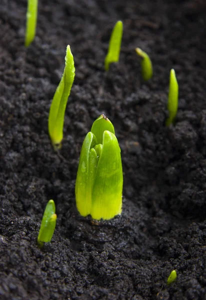 Green Wet Plant Sprouts Improper Planting Hyacinth Tulip Bulbs Too — Stock Photo, Image
