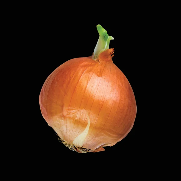 Whole germinated bulb Golden onions with sprout. Vegetable — Stock Photo, Image