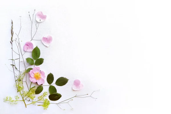 Rosa selvatica rosa e foglie su uno sfondo di tela bianca, una cornice — Foto Stock