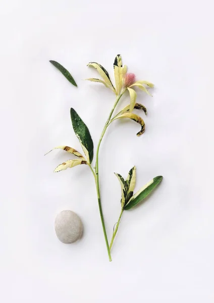 Bouquet Piante Foglie Fiori Pietra Isolato Fondo Bianco Composizione Floreale — Foto Stock