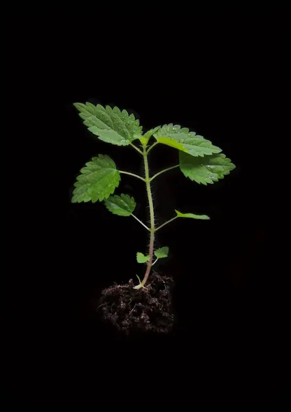 Cartaz, impressão em planta de broto de urtiga de lona com raízes no chão em um fundo preto, vista superior . — Fotografia de Stock