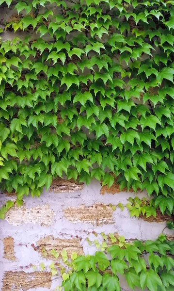 Pared de ladrillo, con plantas trepadoras de uvas ornamentales, barandilla de castillo —  Fotos de Stock