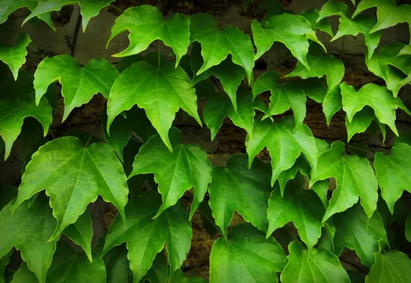 Large leaves of green climbing grapes growing on a brick wall. Background