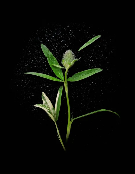 Ramo Plantas Hojas Verdes Flores Inflorescencias Aisladas Sobre Fondo Negro — Foto de Stock