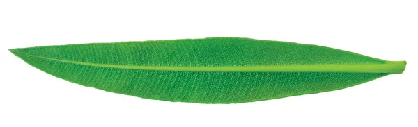 Красивый зеленый лист, изолированный на белом фоне — стоковое фото