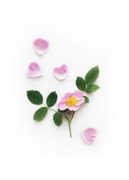 Rosa Rosa Selvatica, petali e foglie isolate su tela bianca, Sfondo con Ombra Reale . — Foto Stock