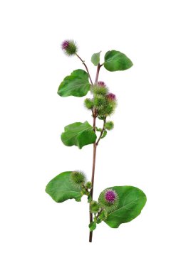 Bir SAP, bir şalgam yaprağı pembe bir çiçek, beyaz bir tuval arka planda bir şifa Dulavratotu. Üst görünüm, yakın çekim. Reklam, sosyal ağlar, metin için alan içeren Web sayfaları için şablon.