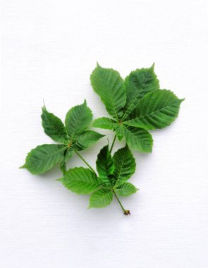 Kestane ağacının yeşil yaprakları, beyaz bir arkaplan tuvalinde kompozisyon. Düz yatış, üst görünüm, yakın çekim