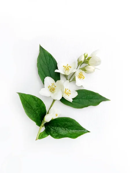 Witte Bloemen Van Philadelphus Coronarius Geen Jasmijn Bloeiende Knoppen Van — Stockfoto